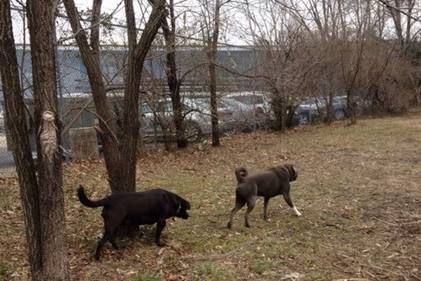 Chinquapin Park Off Leash Area photo 1